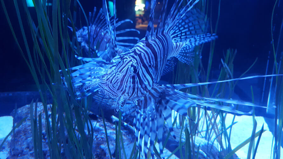 Lion fish at the North Carolina Aquarium on Roanoke Island