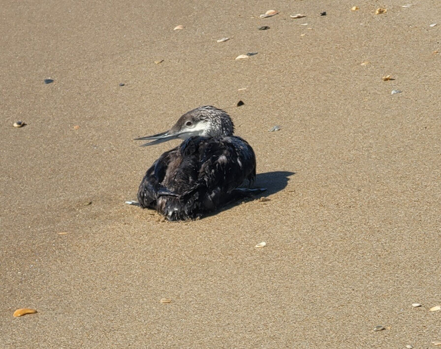 juvenile loon resting near the cape hatteras beach