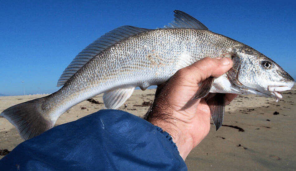 Surf caught whiting